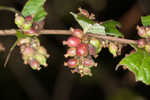 Coralberry